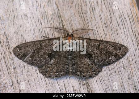 Detaillierte Nahaufnahme der großen Eichen-Schönheitsgeometer-Motte, Hypomecis roboraria, die mit offenen Flügeln sitzt Stockfoto