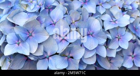 Blauer Hintergrund von Hydrangea macrophylla mit rosafarbener Mitte, Nahaufnahme, natürlicher Hintergrund. Stockfoto