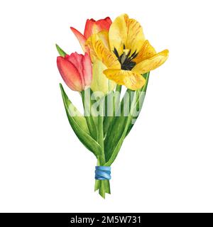 Tulpen in gelben und roten Farben, Bouquet auf weißem Hintergrund. Aquarell-Handzeichnung. Kunst für Dekoration und Design des Druckens, Gruß ca. Stockfoto