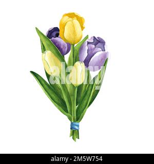 Tulpen in den Farben Gelb und Violett auf weißem Hintergrund. Aquarell-Handzeichnung. Kunst für Dekoration und Design von Druck, Gruß Stockfoto