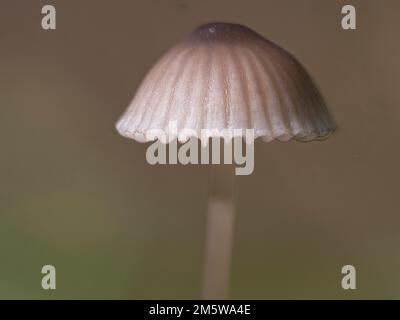 Milchhaube (Mycena galopus), Nordrhein-Westfalen, Deutschland Stockfoto