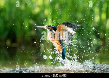 Gemeiner Königsfischer (Alcedo atthis) erfolgloser Fischfang Königsfischer fliegt nach der Jagd aus dem Wasser, Nordrhein-Westfalen, Deutschland Stockfoto