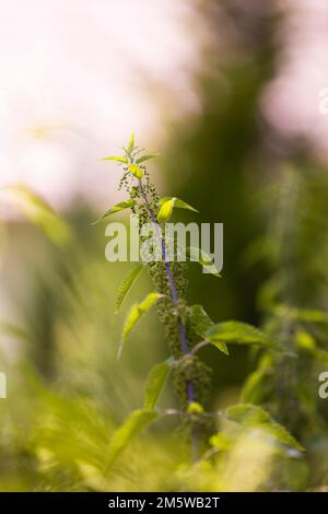 Blühende Brennnessel (Urtica), Nahaufnahme, Niederösterreich, Österreich Stockfoto