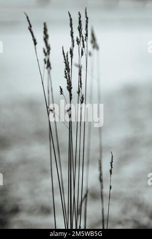 Grasblätter, schwarz-weiß, Niederösterreich, Österreich Stockfoto