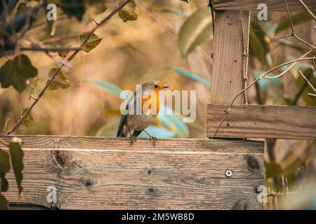 Männlicher Europäischer Rotkehlchen (Erithacus rubecula), Niederösterreich, Österreich Stockfoto