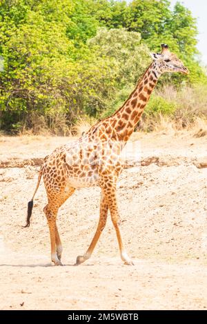 Ein Porträt der Giraffe eines Thornicrofts in Süd-luangwa, Sambia Stockfoto