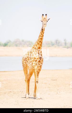 Ein Porträt der Giraffe eines Thornicrofts in Süd-luangwa, Sambia Stockfoto