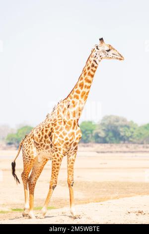 Ein Porträt der Giraffe eines Thornicrofts in Süd-luangwa, Sambia Stockfoto