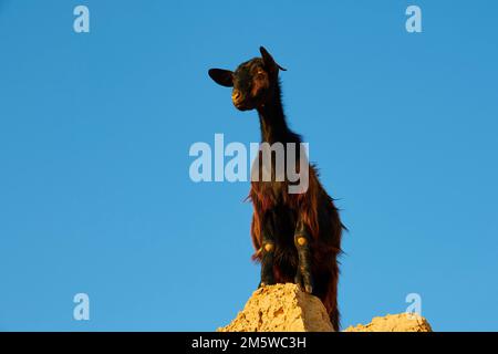 Junge Ziege (Caprae), auf Felsen, Morgenlicht, blauer wolkenloser Himmel, Gramvoussa-Halbinsel, Pirate's Bay, Balos, Tigani, West Kreta, Insel Kreta Stockfoto