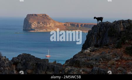 Venezianische Seefestung Gramvoussa, Segelboote, Lagune, Insel Gramvoussa, Ziege (Caprae) auf Felsen, Halbinsel Gramvoussa, Piratenbucht, Balos, Tigani Stockfoto