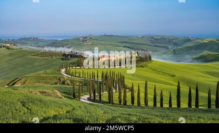 Landgut Agriturismo Baccoleno mit Cypress (Cupressus) Avenue im Morgenlicht, Asciano, Crete Senesi, Siena, Toskana, Italien Stockfoto