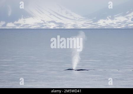 Blauwal (Balaenoptera musculus), ausgewachsen, taucht auf und spritzt, in Küstenlebensraum mit Licht von der Mitternachtssonne, Isfjorden, Svalbard Stockfoto