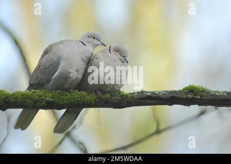 Ein Paar eurasische Halsentaube (Streptopelia decaocto) während der Werbetafel, Emotionen, Kuschelei, Kuschelei, Zuneigung, Nähe, Beziehung Stockfoto