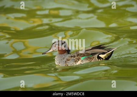 Schwimmender männlicher eurasischer Entenglanz (Anas crecca), gefangen Stockfoto