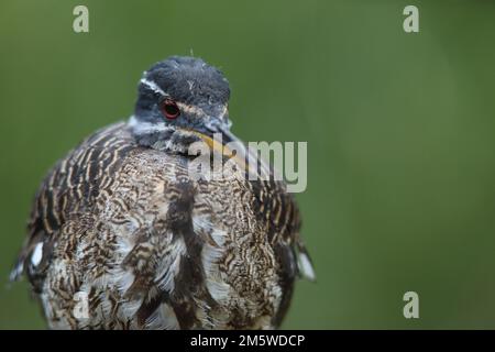 Porträt einer Sonnenbittern (Eurypyga helias), gefangen Stockfoto