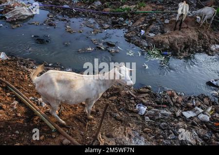 Nairobi, Kenia. 29. Dezember 2022. Ziegen, die sich an einem Abwasserfluss in Kibera Slum, Nairobi, ernähren. Kibera Slums gilt als der größte, größte und ärmste Slum in Afrika. Der am meisten diskutierte Vorort Nairobi mit seiner extrem beständigen Bevölkerung und seinem langsamen Wirtschaftswachstum ist eine der am stärksten unterversorgten Siedlungen in Kenia. Kredit: SOPA Images Limited/Alamy Live News Stockfoto