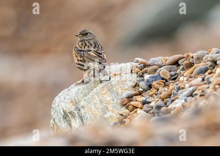 Alpine Accentor - Prunella collaris - Vagrantenvogel in Slaugden, Suffolk, Großbritannien im Oktober 2022. Stockfoto