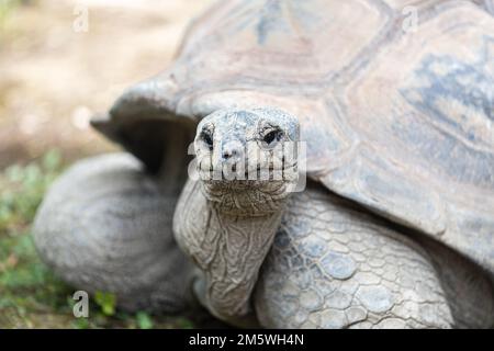 Das antike Reptil: Porträt einer Riesenschildkröte. Kopf, Hals und Teil des Panzers. Stockfoto