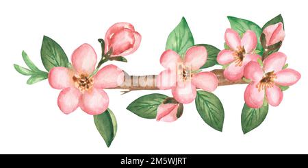 Handgezeichnete Aquarelle mit Blättern und Apfelblumen auf dem Ast. Blütenzeit. Stockfoto