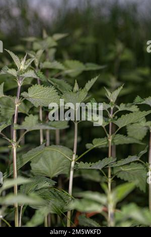 Gruppe von Brennnesselpflanzen, die wild wachsen. Blick auf grüne Blätter und Stämme in natürlicher Umgebung. Stockfoto