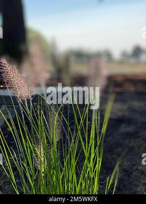 Alopecuroides Lampenputzergras 'Hameln'. Chinesischen Brunnen Grass 'Hameln' Stockfoto