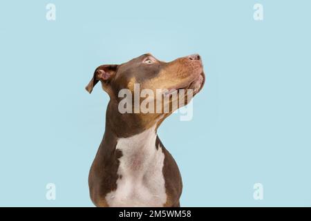 Porträt gemischter amerikanischer Staffordshire Welpenhund, der wegschaut. Gehorsamsbegriff. Isoliert auf blauem Pastellhintergrund Stockfoto