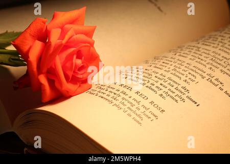 Ein offenes Buch mit dem Anfang des Robert Burns Gedichts 'A Red Rose'. Rote Rosenblume lag auf der Seite Stockfoto