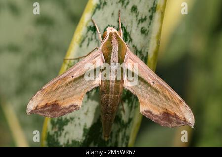 Green Hawk Moth Pergesa Acteus, Java, Indonesien Stockfoto