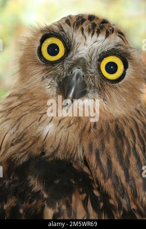 Buffy Fisch-Eule Ketupa ketupu Stockfoto