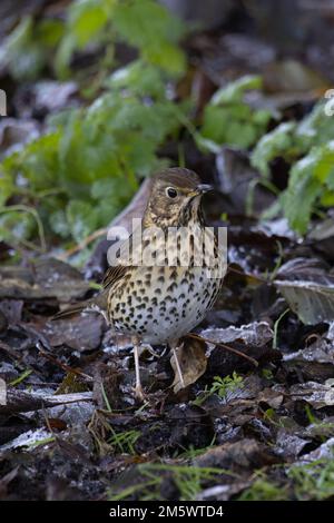 Fütterung von Song Thrush (Turdus philomelos) in Frost Whitlingham CP Norfolk UK GB Dezember 2022 Stockfoto