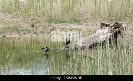 Wilde Vögel ruhen auf einem umgestürzten Baumstamm Stockfoto