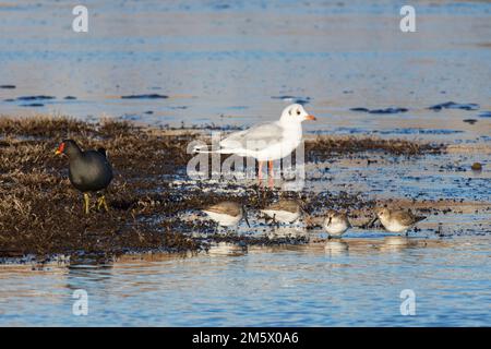 Moorhen Gallinula chloropus, Dunlin Calidris alpina und Schwarzkopfmöwe Chroicocephalus ridibundus, Futtersuche auf Salzwasser, RSPB Lodmoor, Dorset, Vereinigtes Königreich Stockfoto