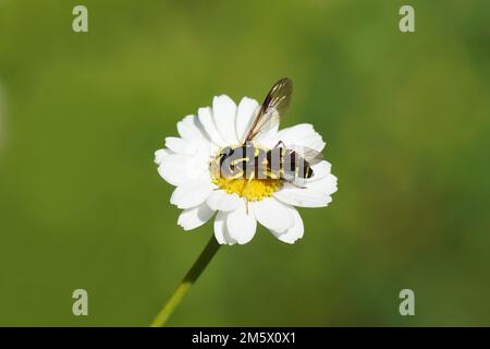 Hoverfly Xanthogramma pedissequum, Familie Syrphidae auf Blüte der Feverfew (Tanacetum parthenium), Familie Asteraceae. Juni, holländischer Garten. Stockfoto