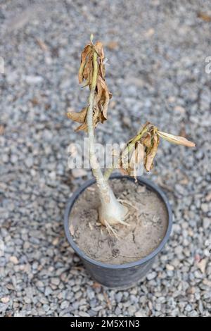 Adenium-Kleinpflanze in einem Kunststofftopf erfriert bei kaltem Wetter Stockfoto