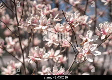 Blühende Magnolie im Frühling vor pastellfarbenem Bokeh blauem Himmel und pinkfarbenem Hintergrund, breite Komposition. Stockfoto