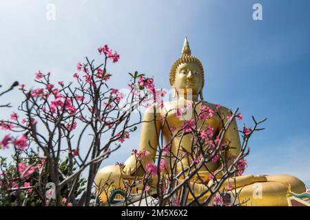 The Wat Muang in the Village of Wiset Chai Chan in the Province of Ang Thong in Thailand, Thailand, Ang Thong, November 2022 Stockfoto