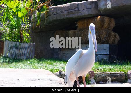 Weißer Pelikan (Pelecanuz onocrotalus) am Wasser. Weiße Pelikane leben in der Regel in Süßwasserseen. Stockfoto