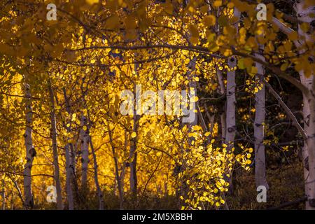 Aspen-Baumhain-Detail Stockfoto