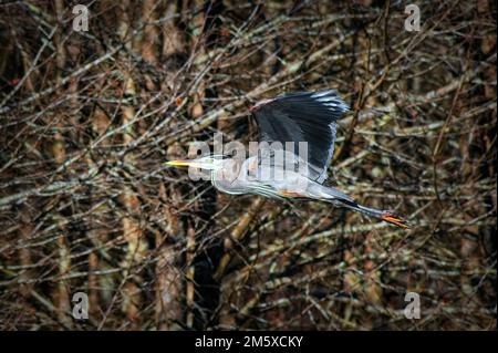 Ein großer Blaureiher fliegt an einer Gruppe von Bäumen entlang des Bluff Lake bei Starkville, Mississippi vorbei. Stockfoto