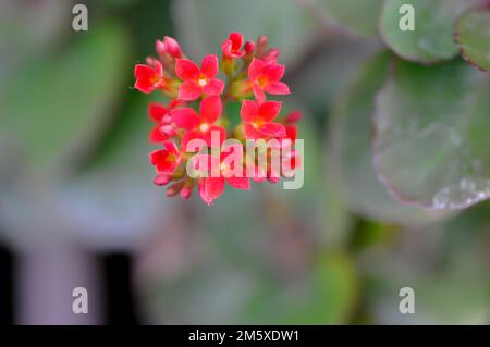 Kalanchoe blossfeldiana Poelln, Kalanchoe blossfeldiana oder Flaming Katy oder Kalanchoe oder CRASSULACEAE Pflanze Stockfoto