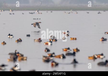 Ein eurasischer Wigeon im Flug mit abgesenkten Flügeln Stockfoto