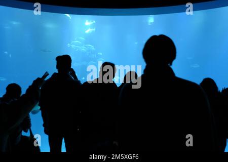 Osaka, Japan. 31. Dezember 2022. Besucher des Osaka Aquarium Kaiyukan sehen den riesigen Tank. (Foto: James Matsumoto/SOPA Images/Sipa USA) Guthaben: SIPA USA/Alamy Live News Stockfoto