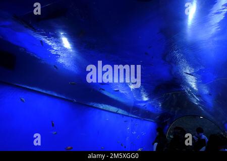 Osaka, Japan. 31. Dezember 2022. Besucher des Osaka Aquarium Kaiyukan sehen den riesigen Tank. (Foto: James Matsumoto/SOPA Images/Sipa USA) Guthaben: SIPA USA/Alamy Live News Stockfoto