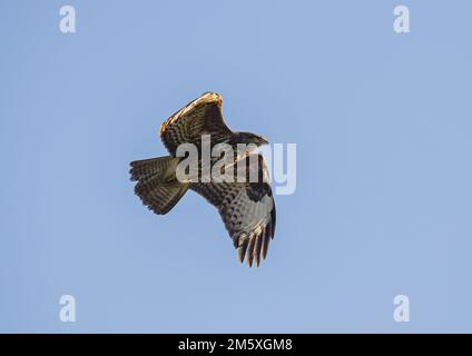 Nahaufnahme der unteren Federdetails auf einem Buzzard ( Buteo buteo ), der mit einem klaren Hintergrund gegen den blauen Himmel fliegt. Suffolk, Großbritannien Stockfoto