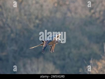 Nahaufnahme eines Roten Drachen (Milvus milvus), der vor einem Waldhintergrund fliegt. Vom Aussterben des Vereinigten Königreichs zurückgebracht. Suffolk Stockfoto