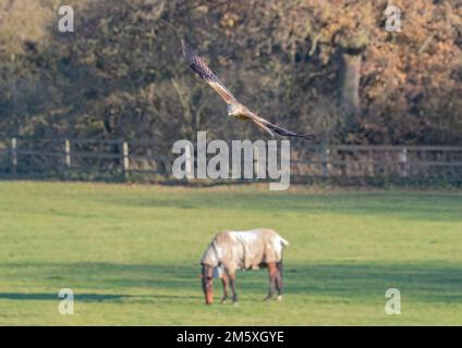 Eine einzigartige Aufnahme eines Roten Drachen (Milvus milvus), der über ein Pferd fliegt und in Ruhe auf der Wiese grast. Zu groß zum Essen. Suffolk, Großbritannien Stockfoto