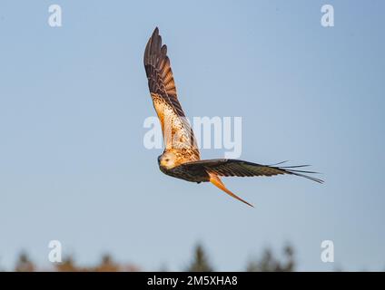 Nahaufnahme eines bunten Roten Drachen (Milvus milvus) im Flug in einem klaren blauen Himmel. Aus dem Aussterben des Vereinigten Königreichs zurückgebracht . Suffolk Stockfoto