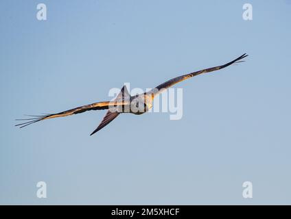 Nahaufnahme eines bunten Roten Drachen (Milvus milvus) im Flug in einem klaren blauen Himmel. Aus dem Aussterben des Vereinigten Königreichs zurückgebracht . Suffolk Stockfoto