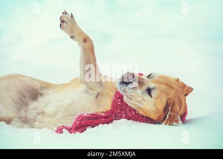 Labrador Retriever in einem roten Schal liegt auf dem Schnee und genießt den Winter Stockfoto
