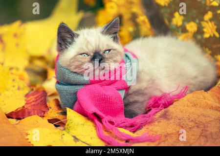 Herbstporträt eines kleinen Kätzchens mit pinkgrauem Strickschal. Kätzchen im Freien auf heruntergefallenem Laub in einem Garten Stockfoto